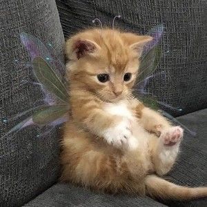 Meet your Posher, Abbey